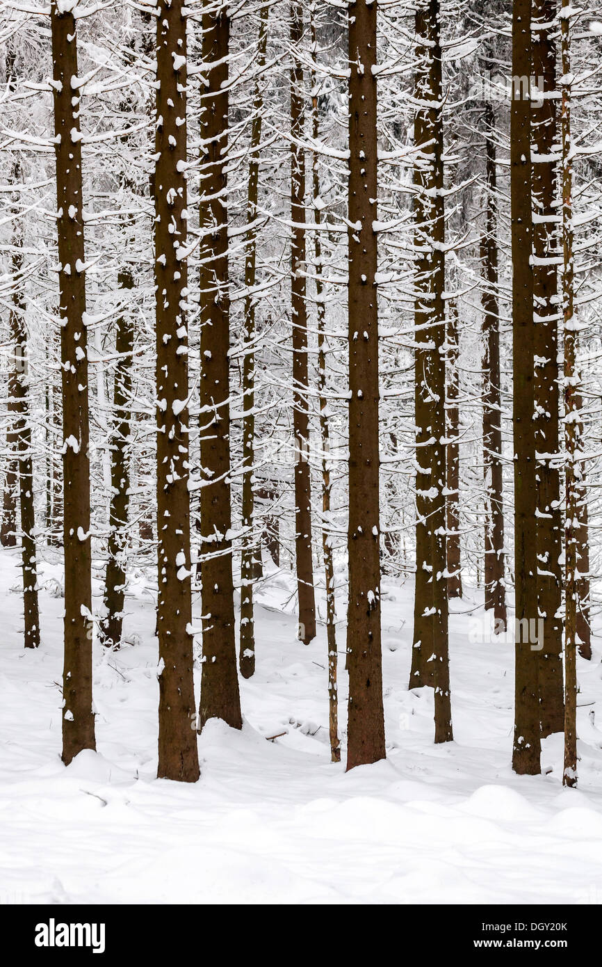 Forêt de conifères en hiver, Sankt Englmar, Bavière, Allemagne Banque D'Images