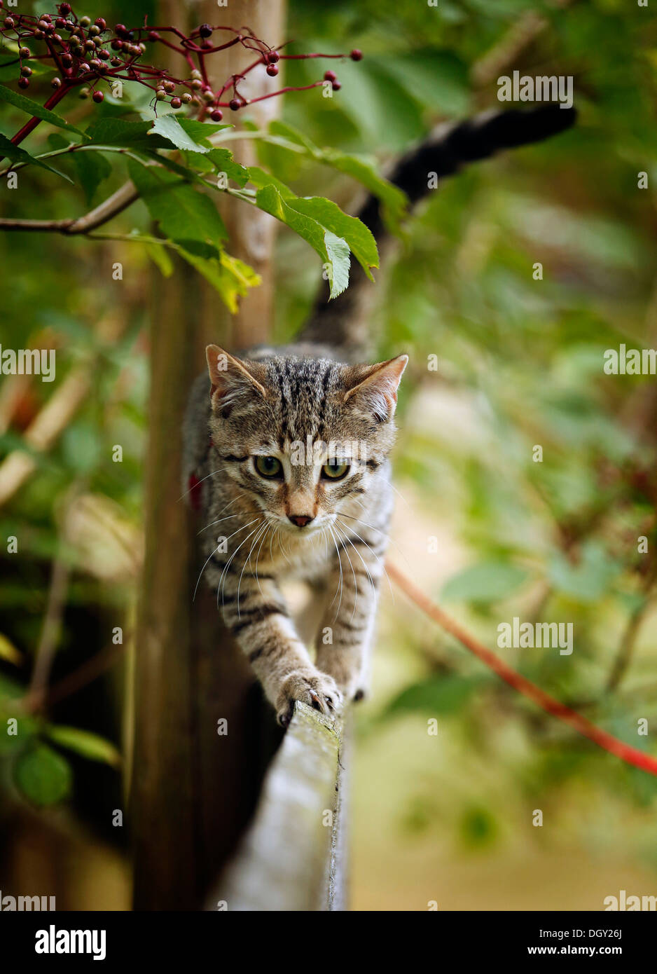 Brown Tabby cat, 4 mois, portant une laisse, en équilibre sur une barrière en bois Banque D'Images