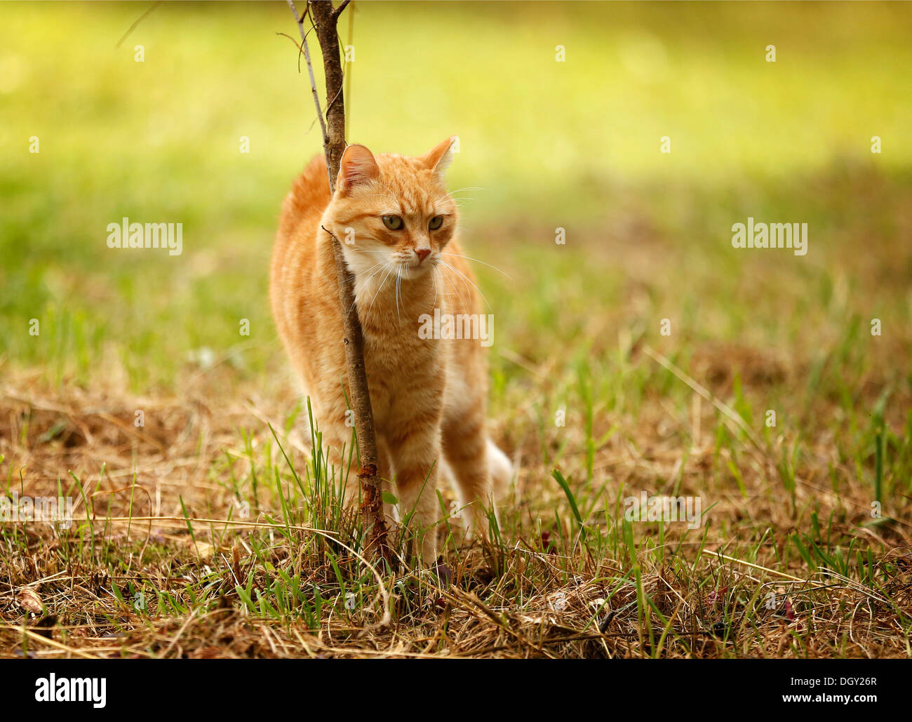 Red tabby cat se frotter contre une bague sur un pré Banque D'Images