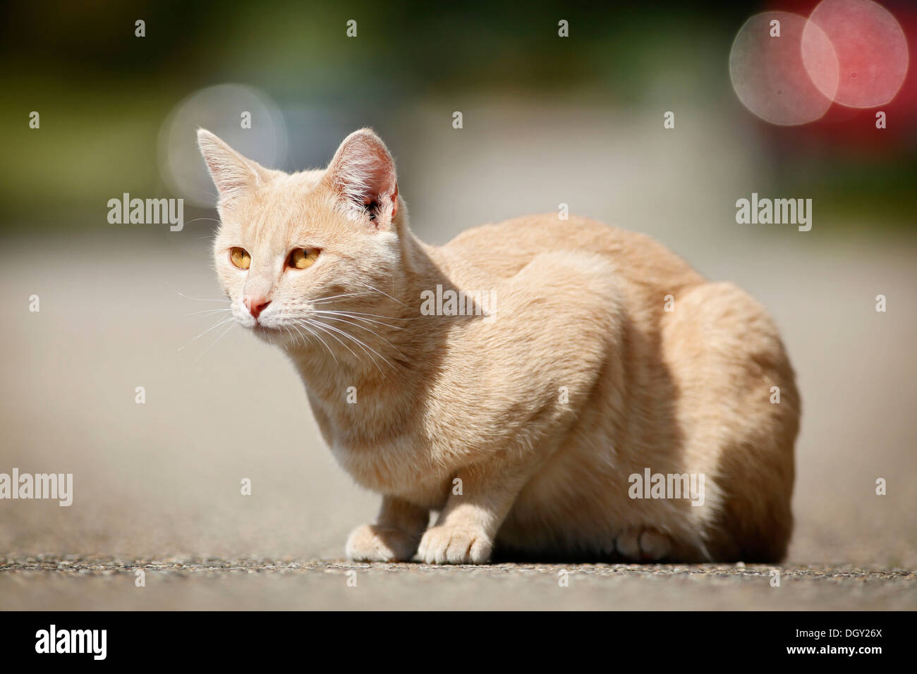 Light red tabby cat, couché sur la route Banque D'Images