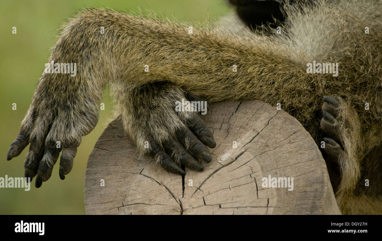 Babouin jaune avec pieds croisés et close up Banque D'Images