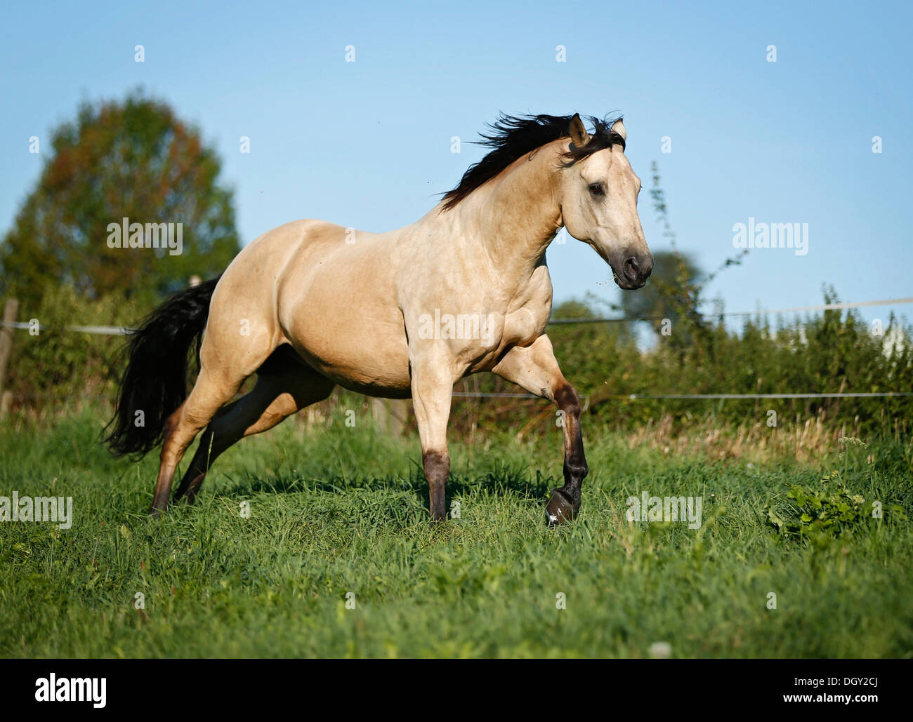 Hongre Quarter Horse buckskin, in a Banque D'Images