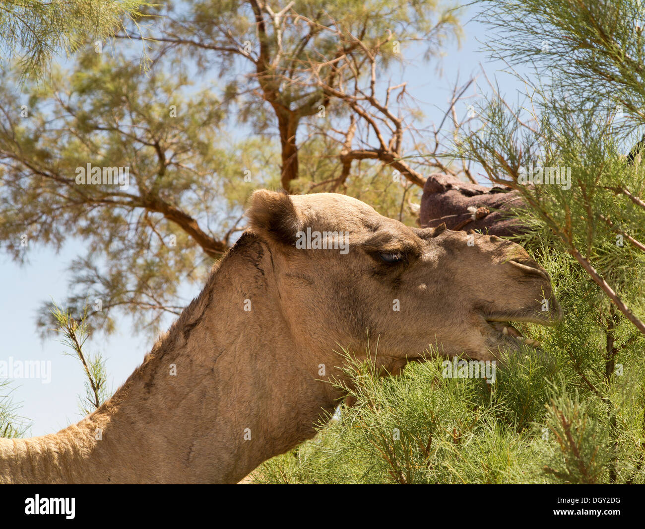 Tourné la tête et du cou d'un dromadaire de manger un arbre tamaris Maroc Banque D'Images