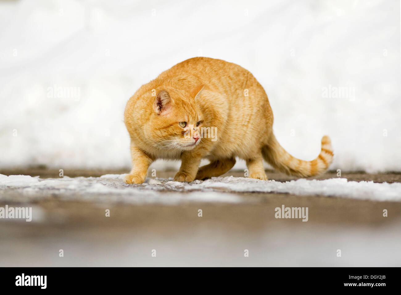 Ginger tabby accroupie sur un tomcat prudemment chemin couvert de neige, Satteldorf, Hohenlohe, Bade-Wurtemberg, Allemagne Banque D'Images