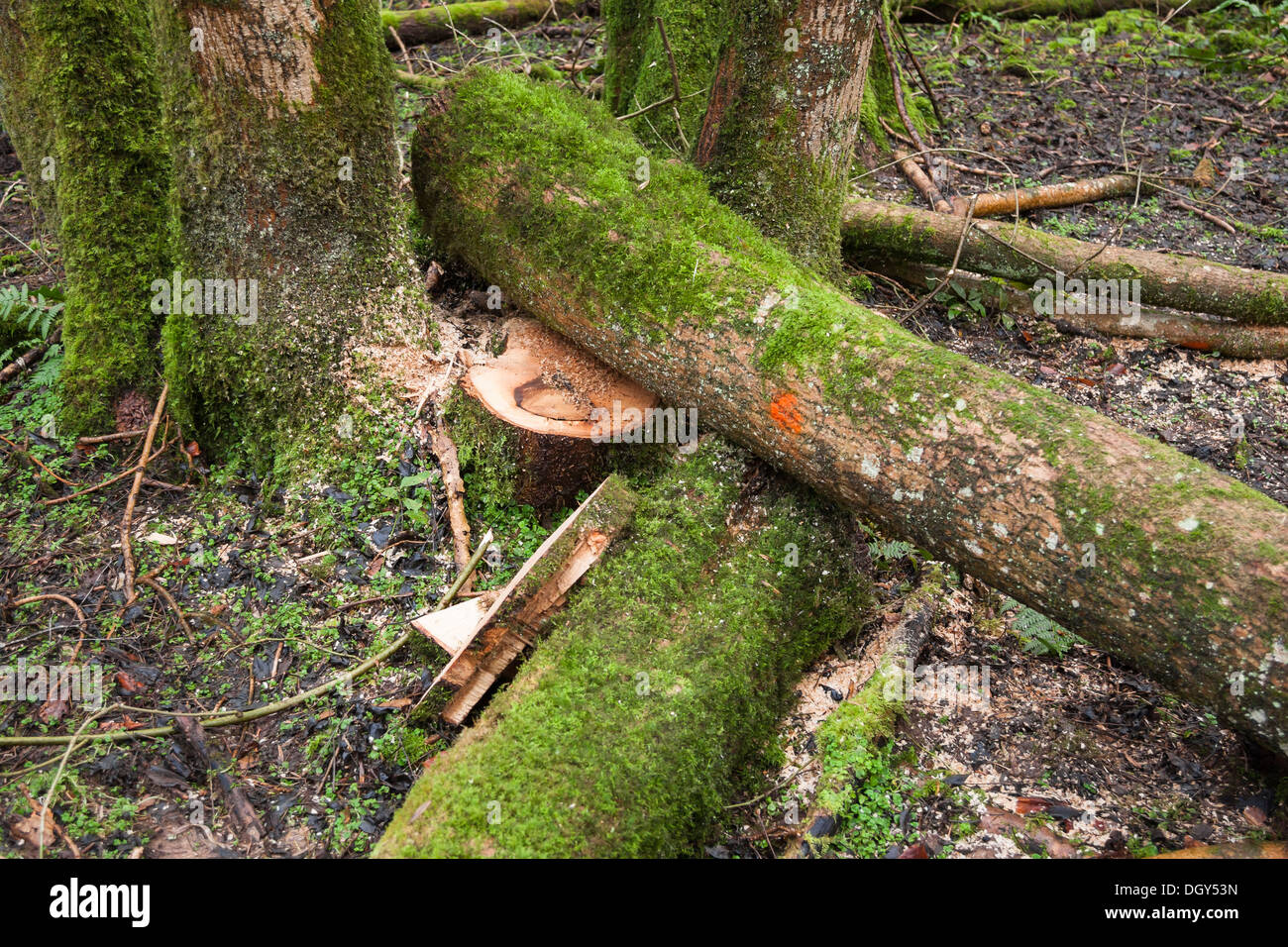 Ash Tree branches malades abattus dans woods Banque D'Images