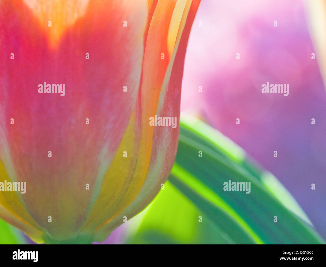 Un close-up of a pink-et-tulipe jaune au Jardin botanique à l'Université de Lund à Lund, Suède. Banque D'Images