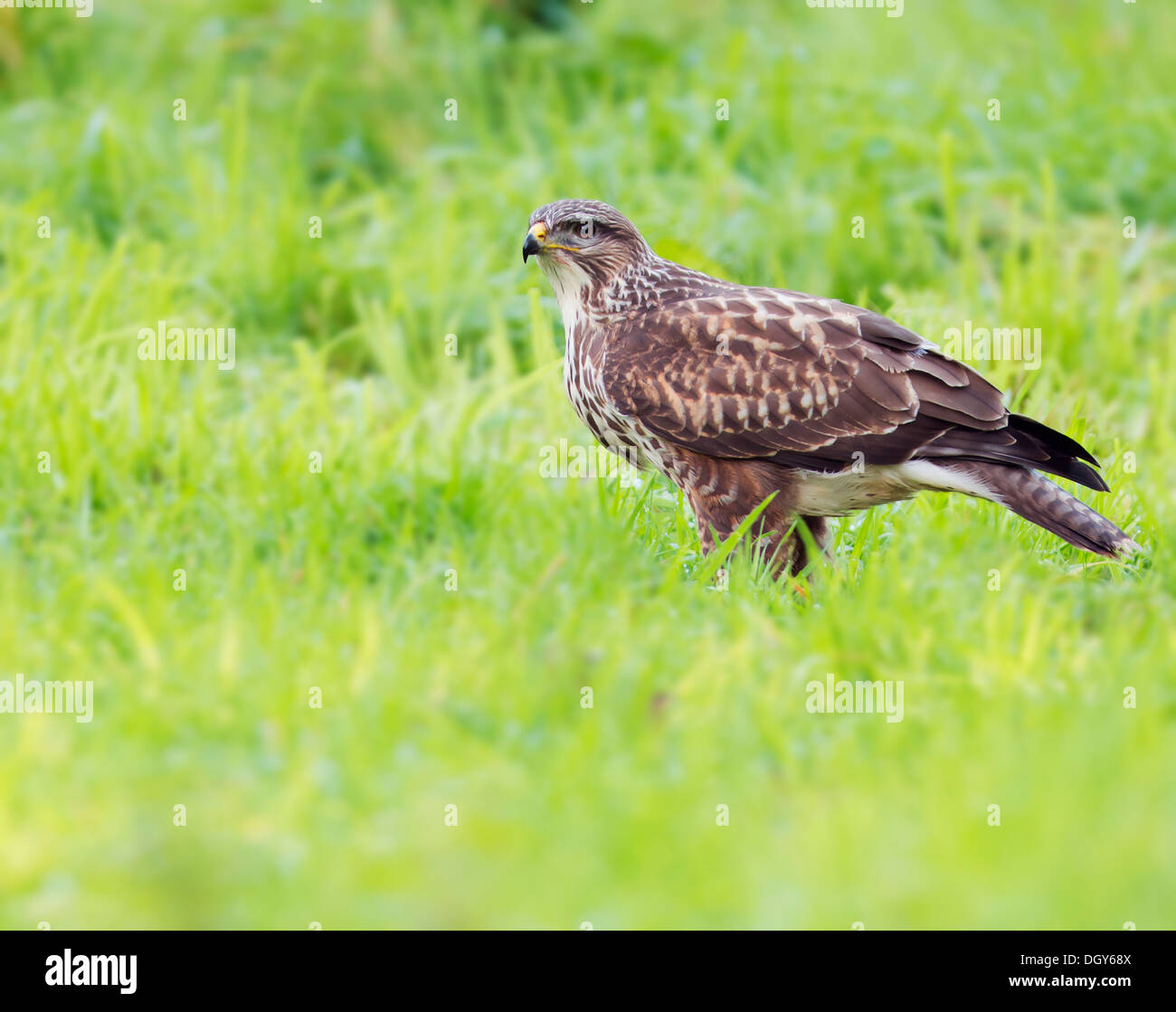 Wild Buse variable, Buteo buteo sur sol nourrir Banque D'Images