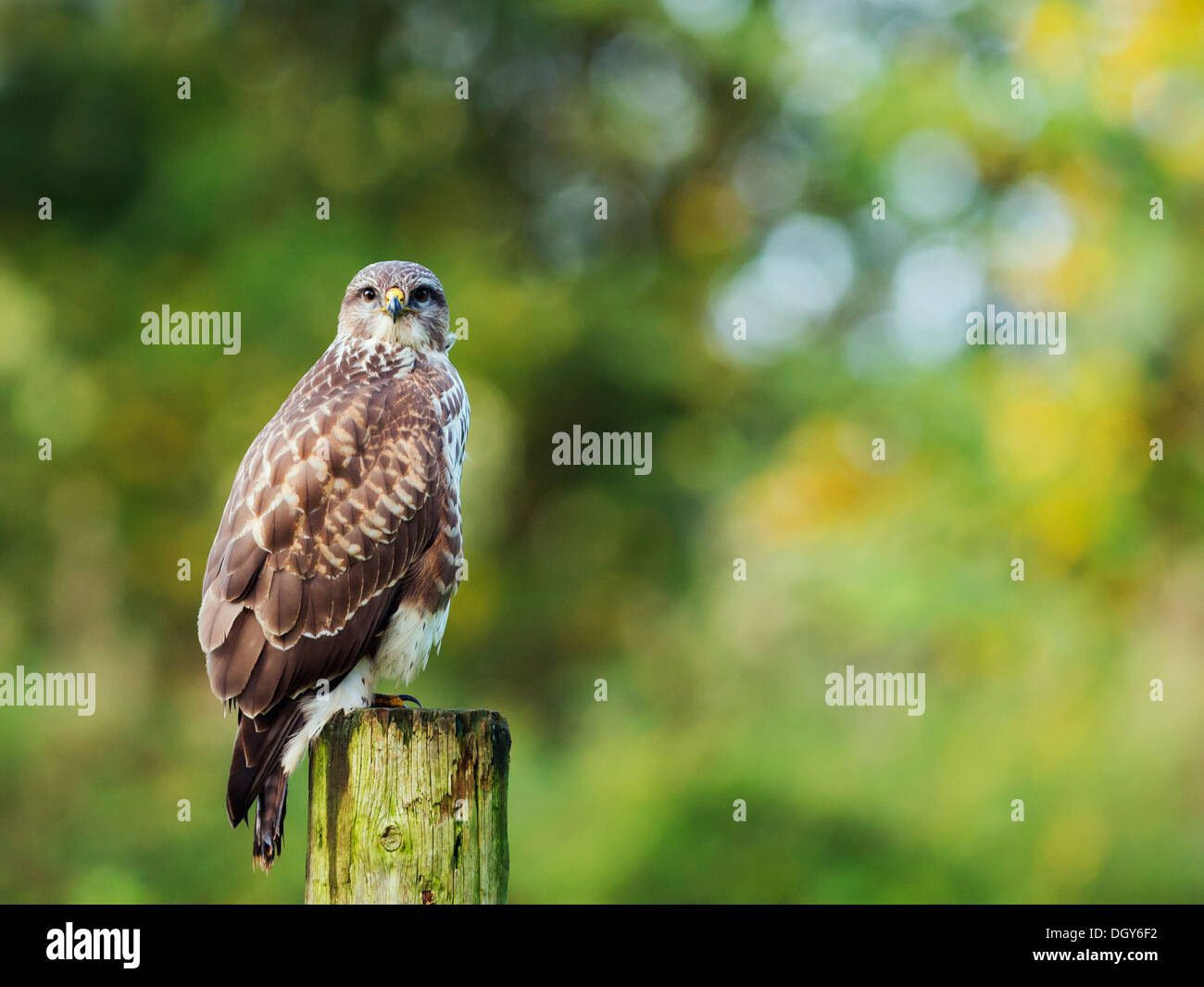 Wild Buse variable, Buteo buteo posés sur des post Banque D'Images