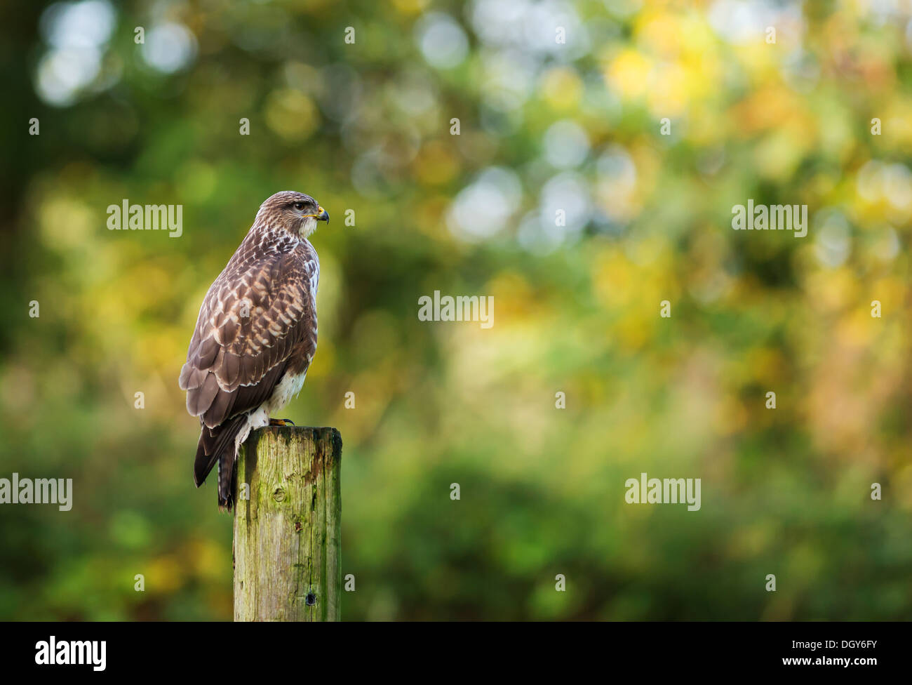 Wild Buse variable, Buteo buteo posés sur des post Banque D'Images