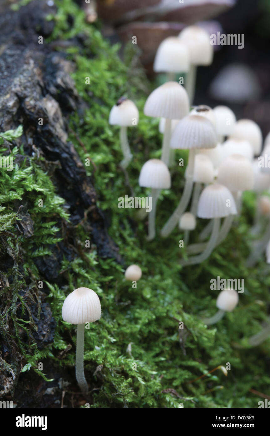 Les champignons (Coprinus sp.) sur une souche d'une mousse verte Banque D'Images