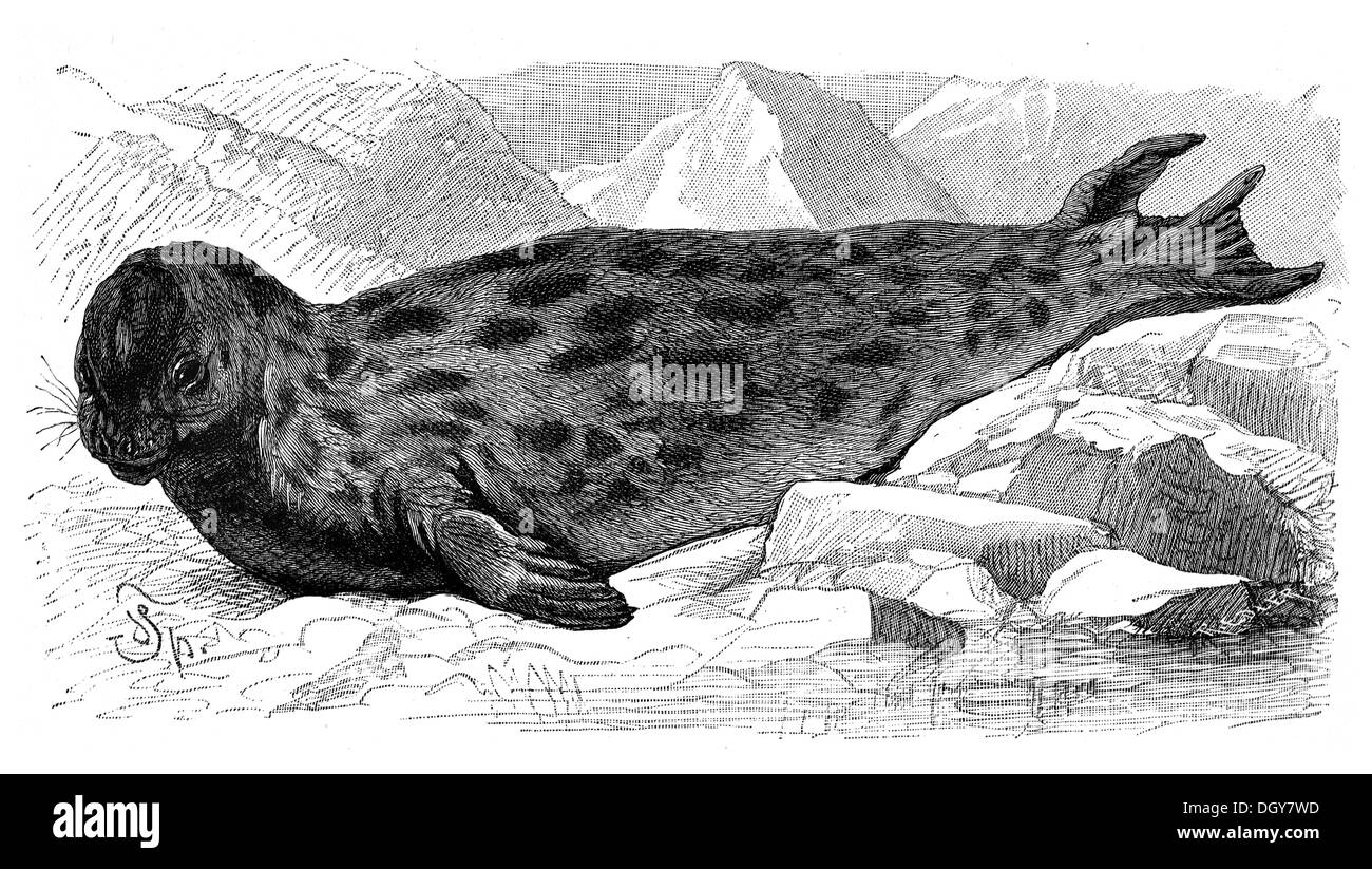 Phoque à capuchon (Cystophora cristata), une illustration de l'encyclopédie Meyers Konversationslexikon, 1897 Banque D'Images