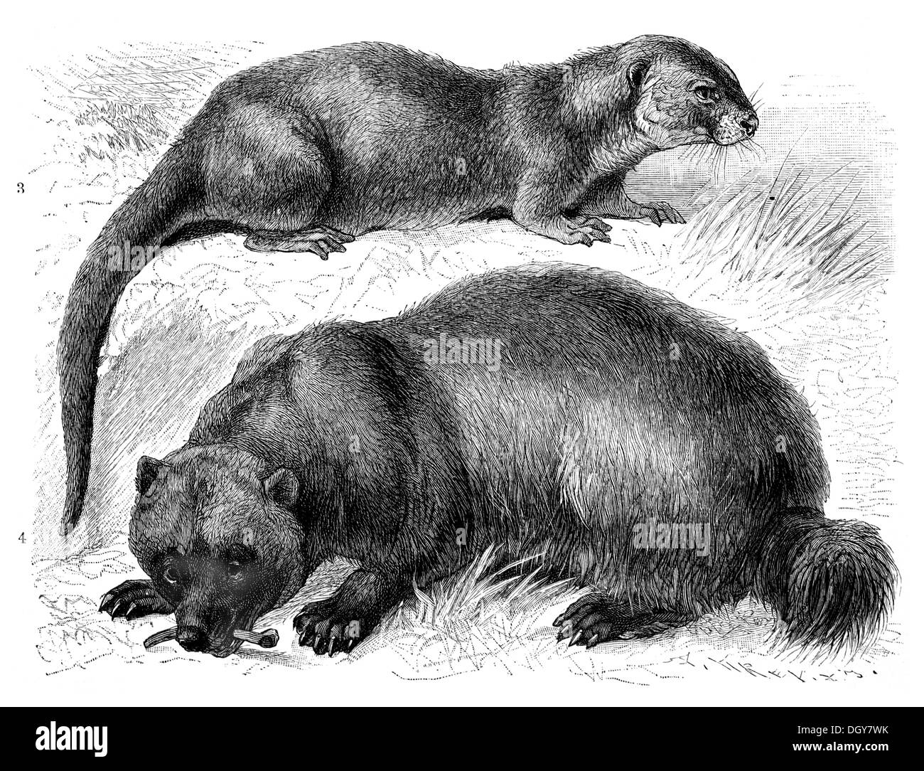 Loutre (Lutra vulgaris) et le carcajou (Gulo borealis), illustration de Meyers Konversations-Lexikon encyclopédie, 1897 Banque D'Images