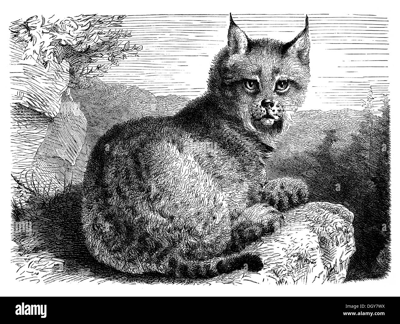 Lynx (Felis lynx commun), illustration de Meyers Konversations-Lexikon encyclopédie, 1897 Banque D'Images