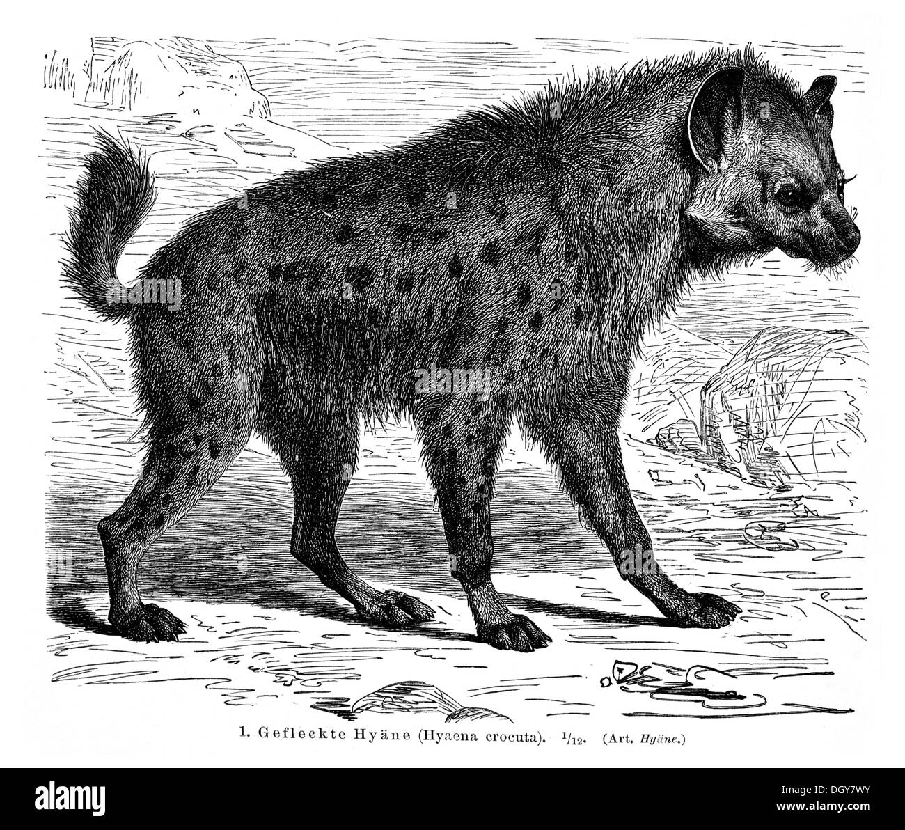 L'Hyène tachetée (Crocuta hyène), illustration de Meyers Konversations-Lexikon encyclopédie, 1897 Banque D'Images