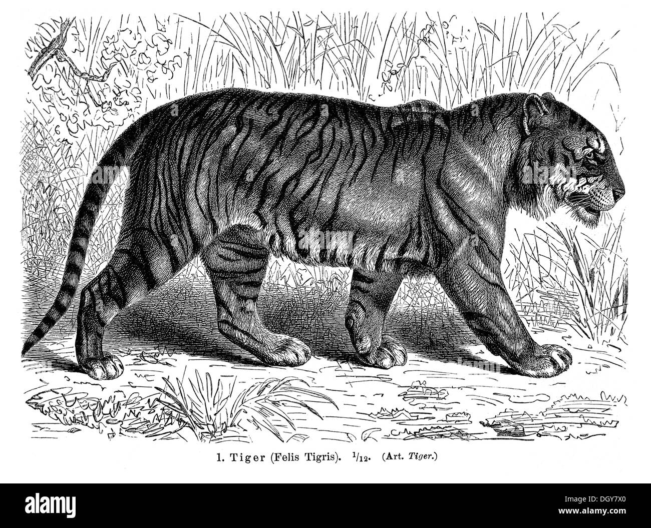 Tiger (Felis tigris), illustration de Meyers Konversations-Lexikon encyclopédie, 1897 Banque D'Images