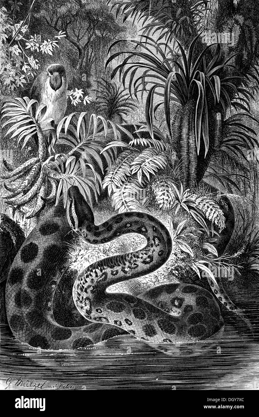 Anaconda (Eunectes murinus), illustration de Meyers Konversations-Lexikon encyclopédie, 1897 Banque D'Images