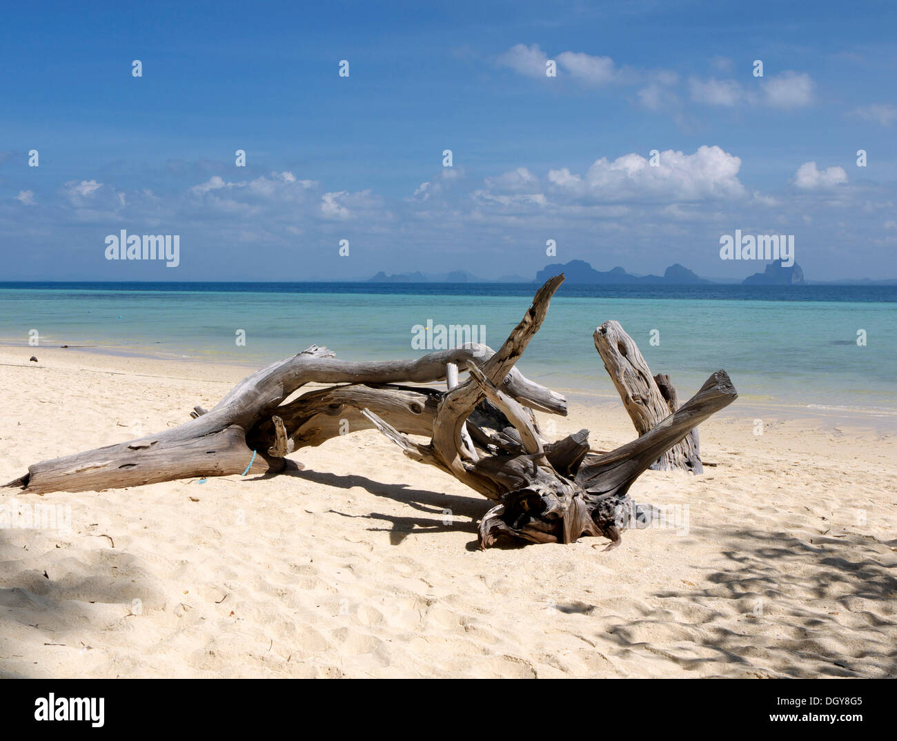Driftwood de troncs d'Arbre flétri sur la plage de l'île de Hai Ko, Ko Ngai, la mer d'Andaman, Ranong, Thaïlande du sud Banque D'Images