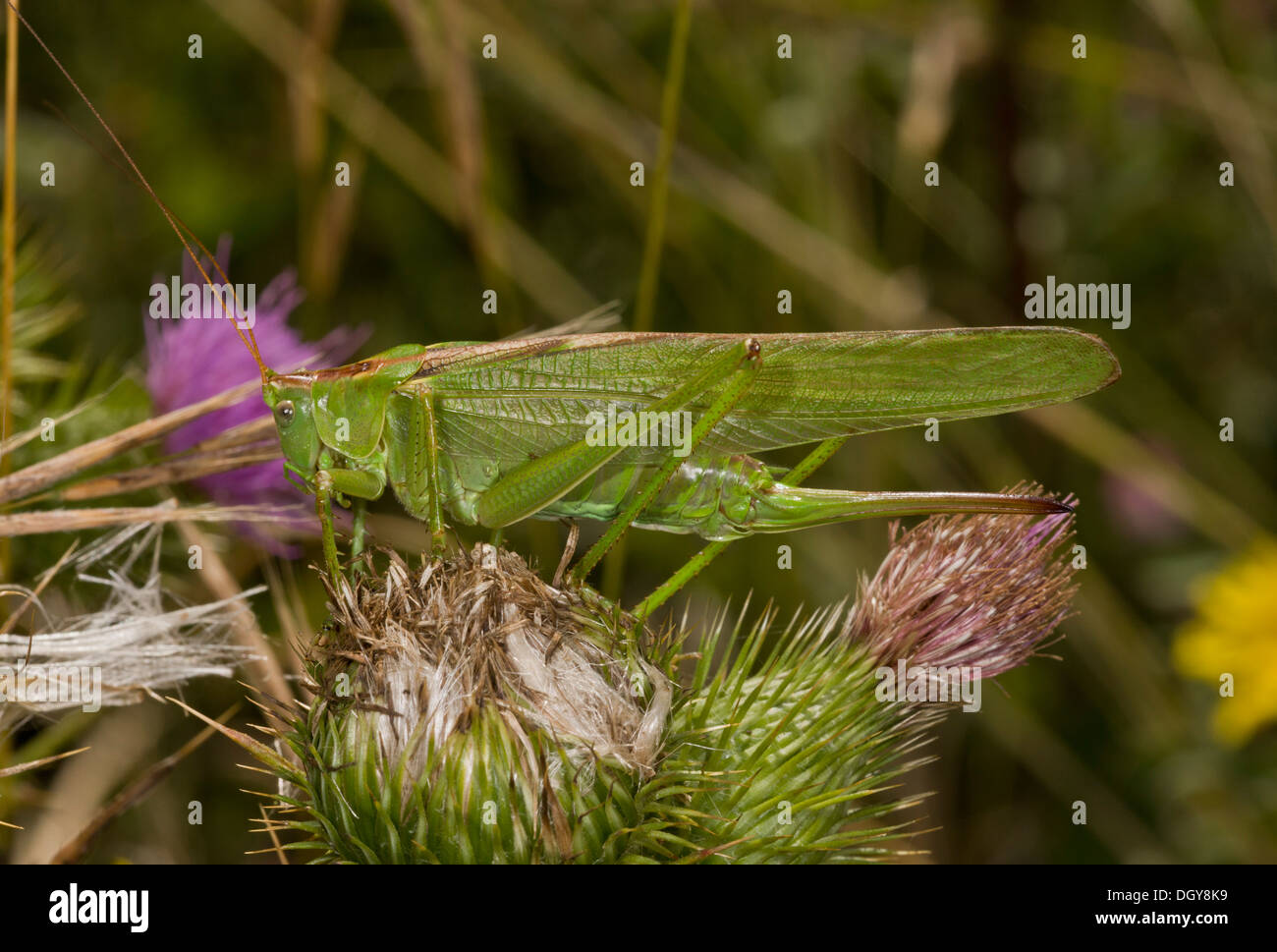 Une grande femelle Green Bush-cricket, Tettigonia viridissima, montrant de long ovipositeur. Banque D'Images