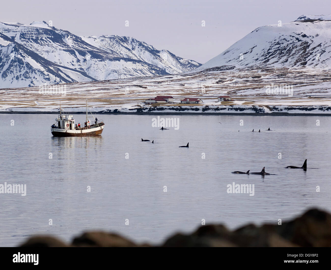 Bateau de recherche avec les orques ou Épaulards (Orcinus orca) au large de la côte de l'Grundarfjoerdur, Grundarfjörður, Vesturland, Islande Banque D'Images