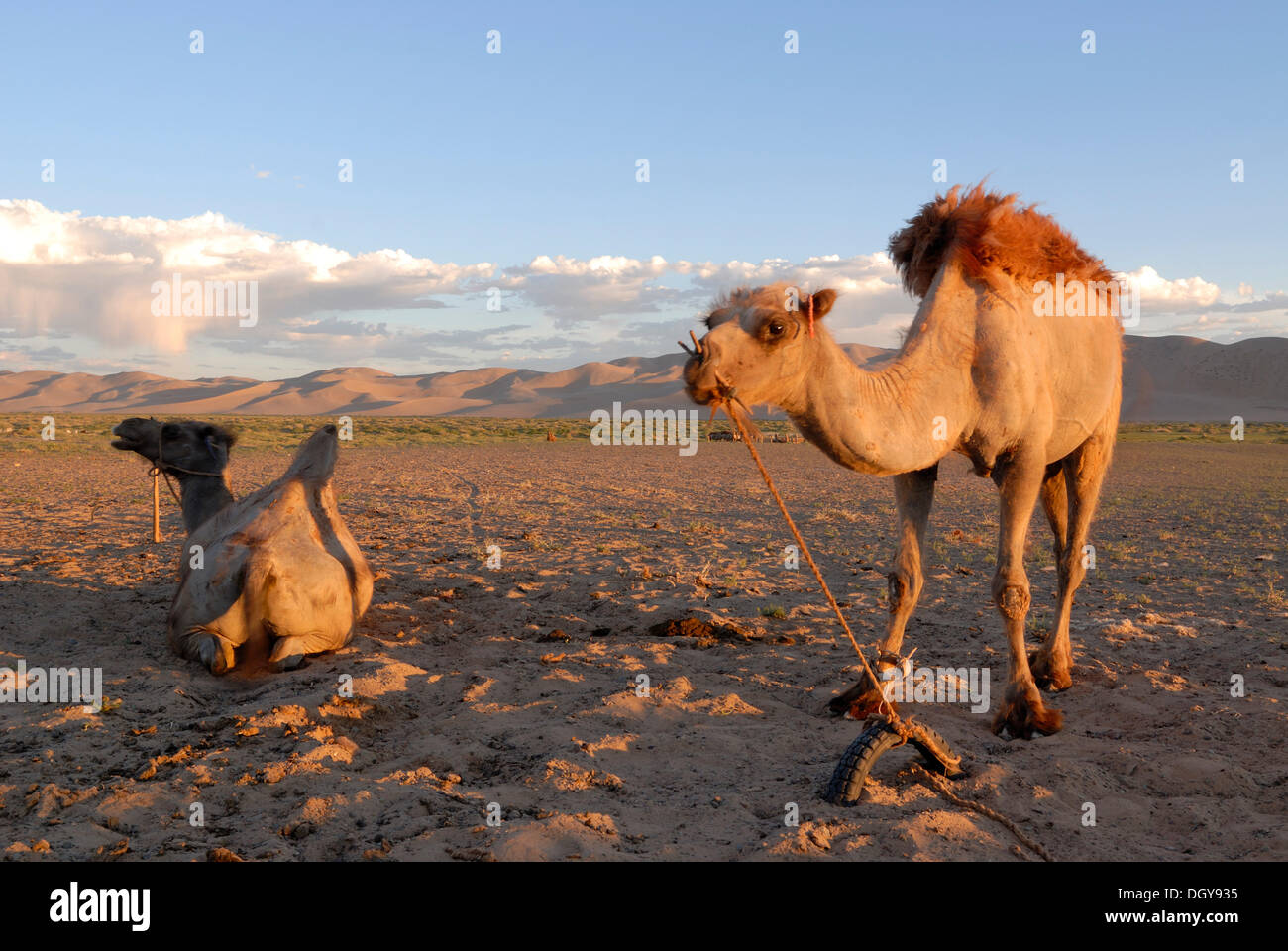 Deux chameaux dans la lumière du soir devant les grandes dunes de sable Khorgoryn Els dans le désert de Gobi Banque D'Images