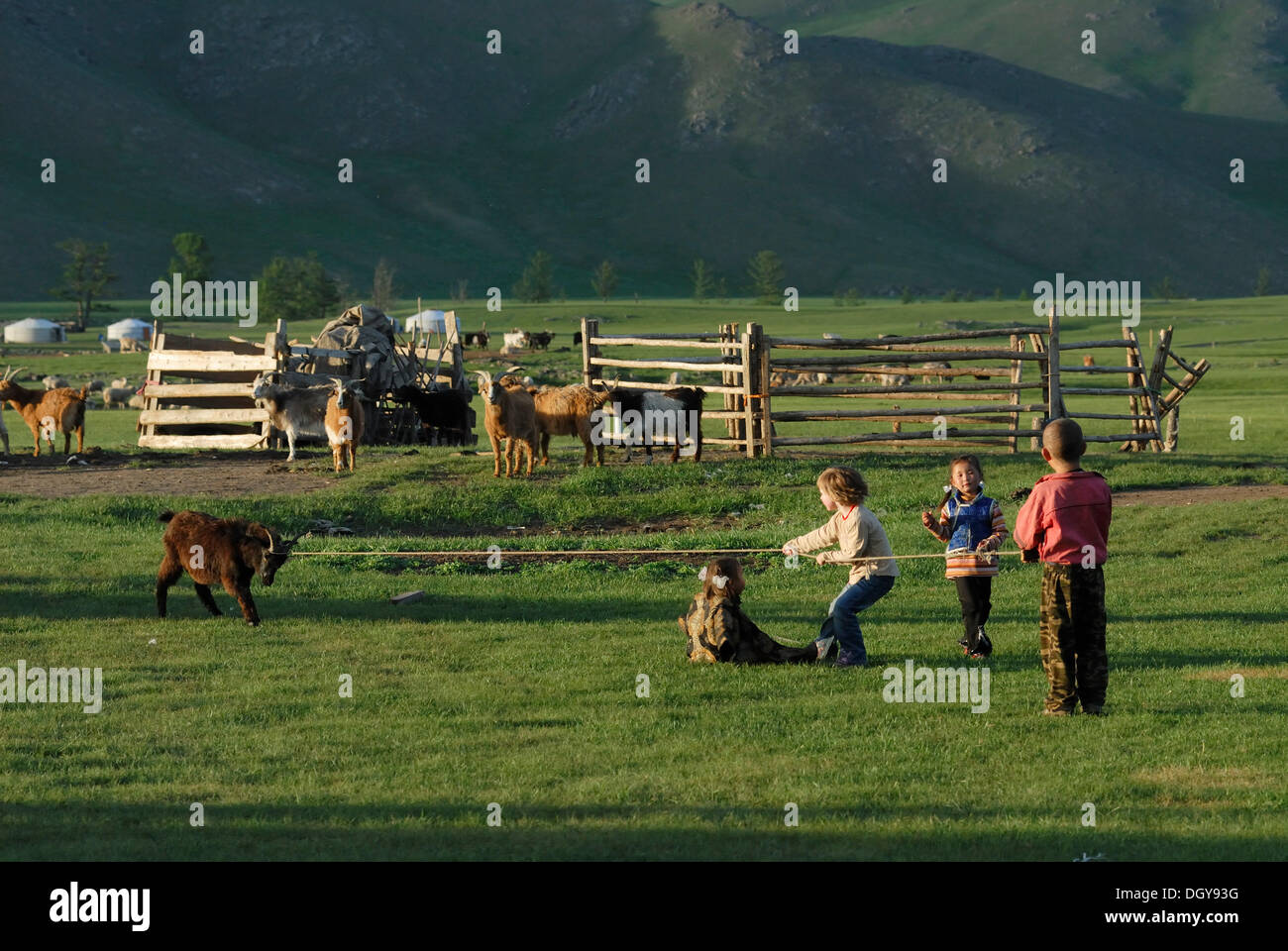 Les petits enfants mongols, 3, 5, et 7 ans et un enfant de 4 ans enfant européen jouer remorqueur de la guerre avec une chèvre de Mongolie en face de Banque D'Images