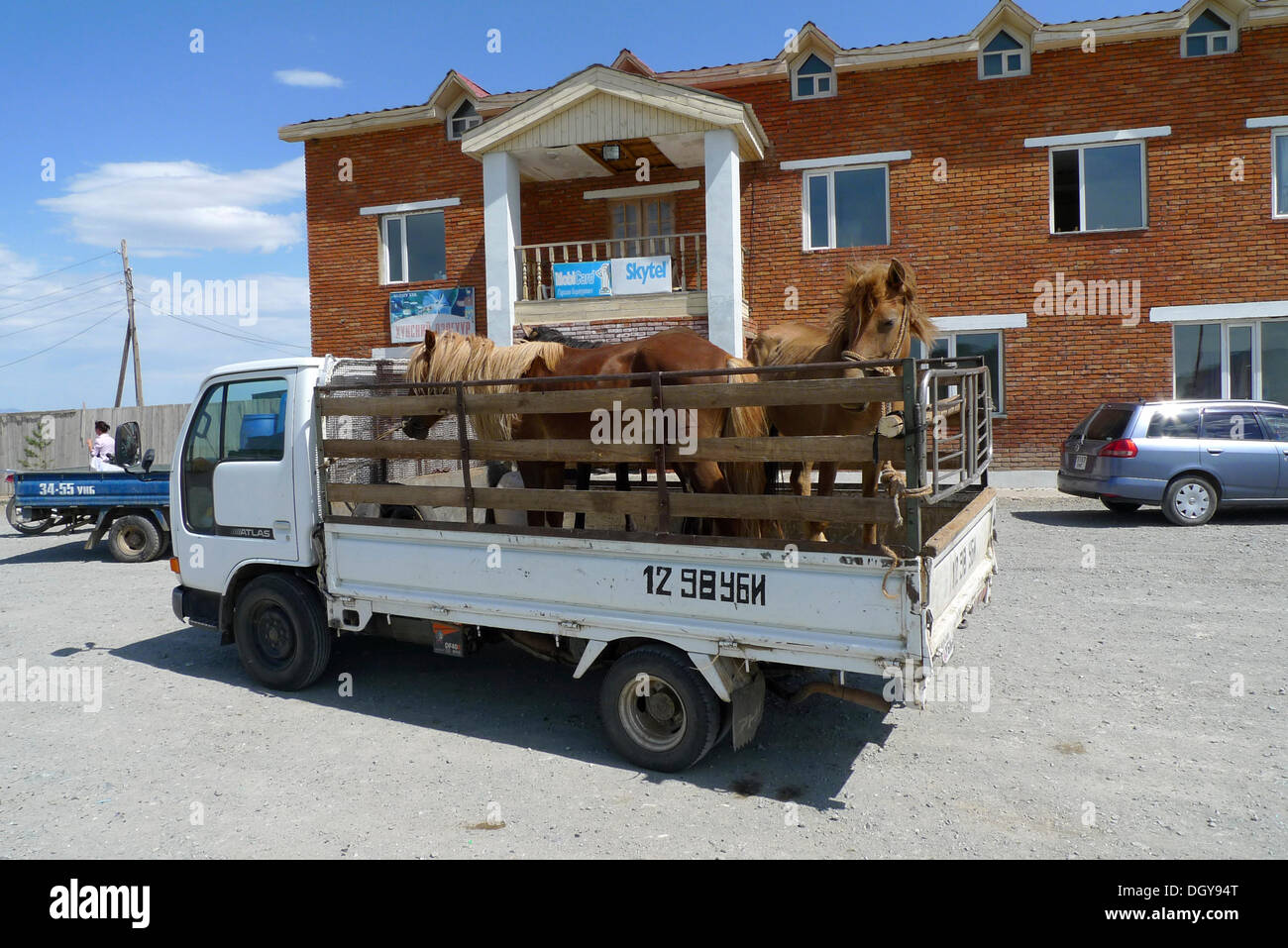 Les chevaux transportés dans un petit camion, le transport de chevaux, Lun, Toev Aimak, Mongolie, Asie Banque D'Images