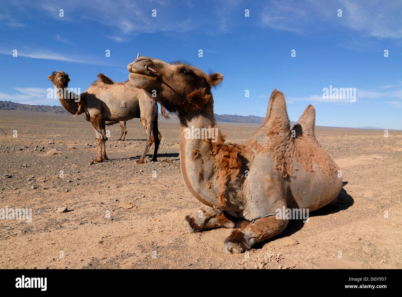 Les chameaux de Mongolie (Camelus ferus), position assise et debout dans le désert de Gobi, Gurvan Saikhan Parc National, Oemnoegov Aimak Banque D'Images