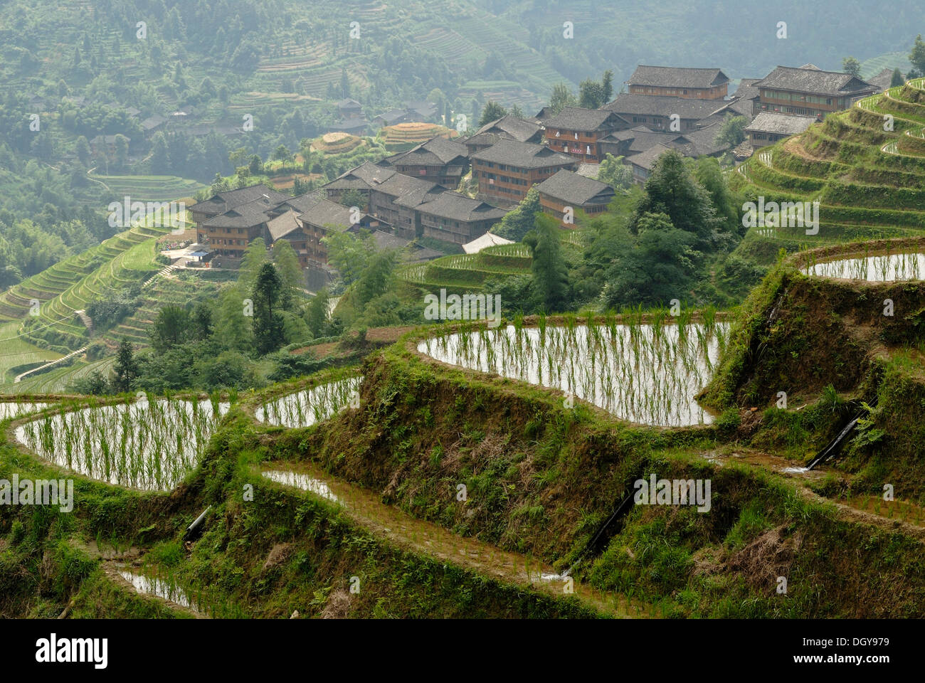 Les célèbres rizières en terrasse de Longji 'épine dorsale du Dragon" ou "vertèbre de the dragon' pour la culture du riz paddy, Dazhai Banque D'Images