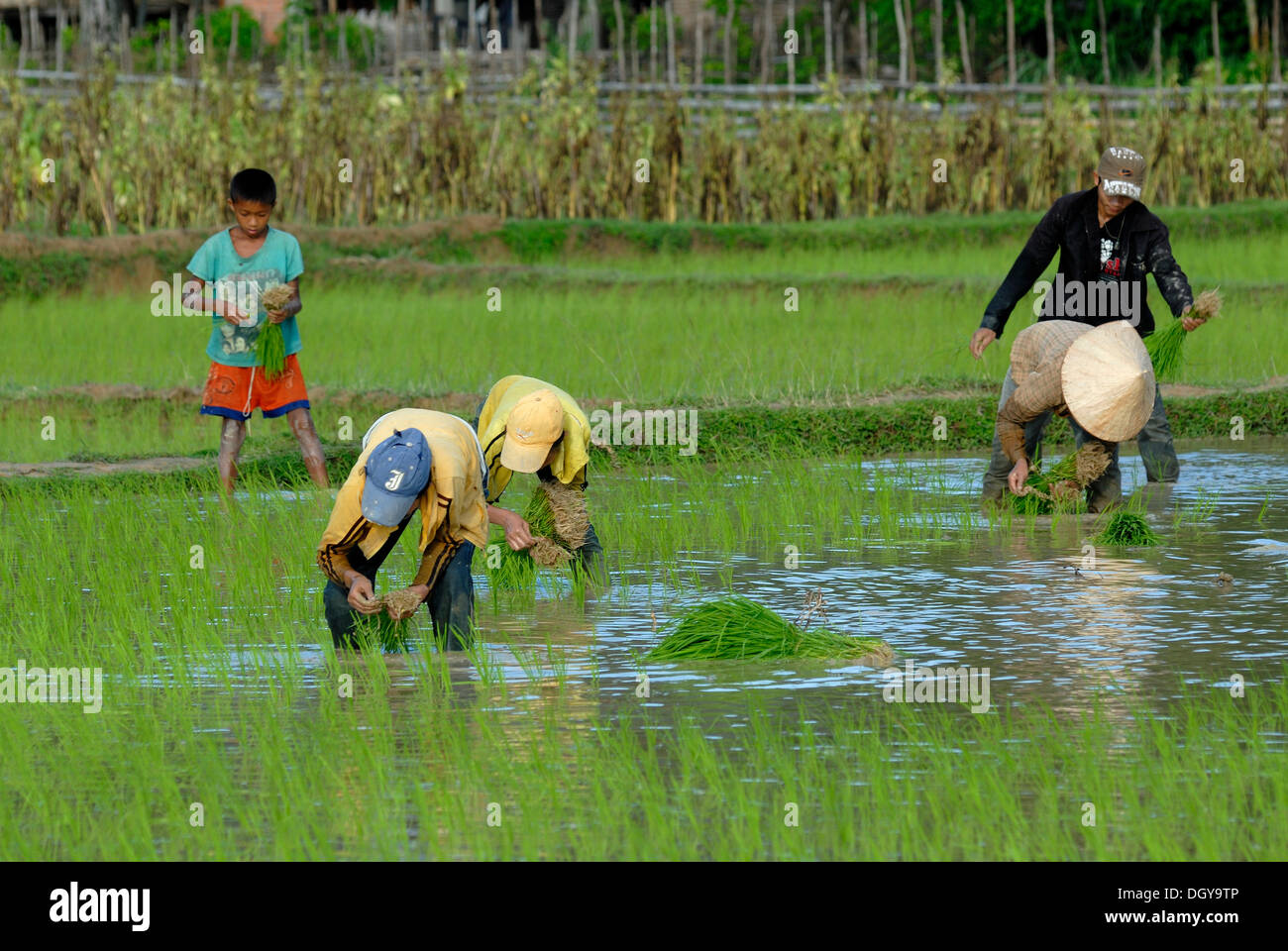 Les champs de riz, les enfants et les adolescents au cours de la plantation de riz, riz humide au centre du Laos, Tham Kong Lor, Khammouane, Laos Banque D'Images
