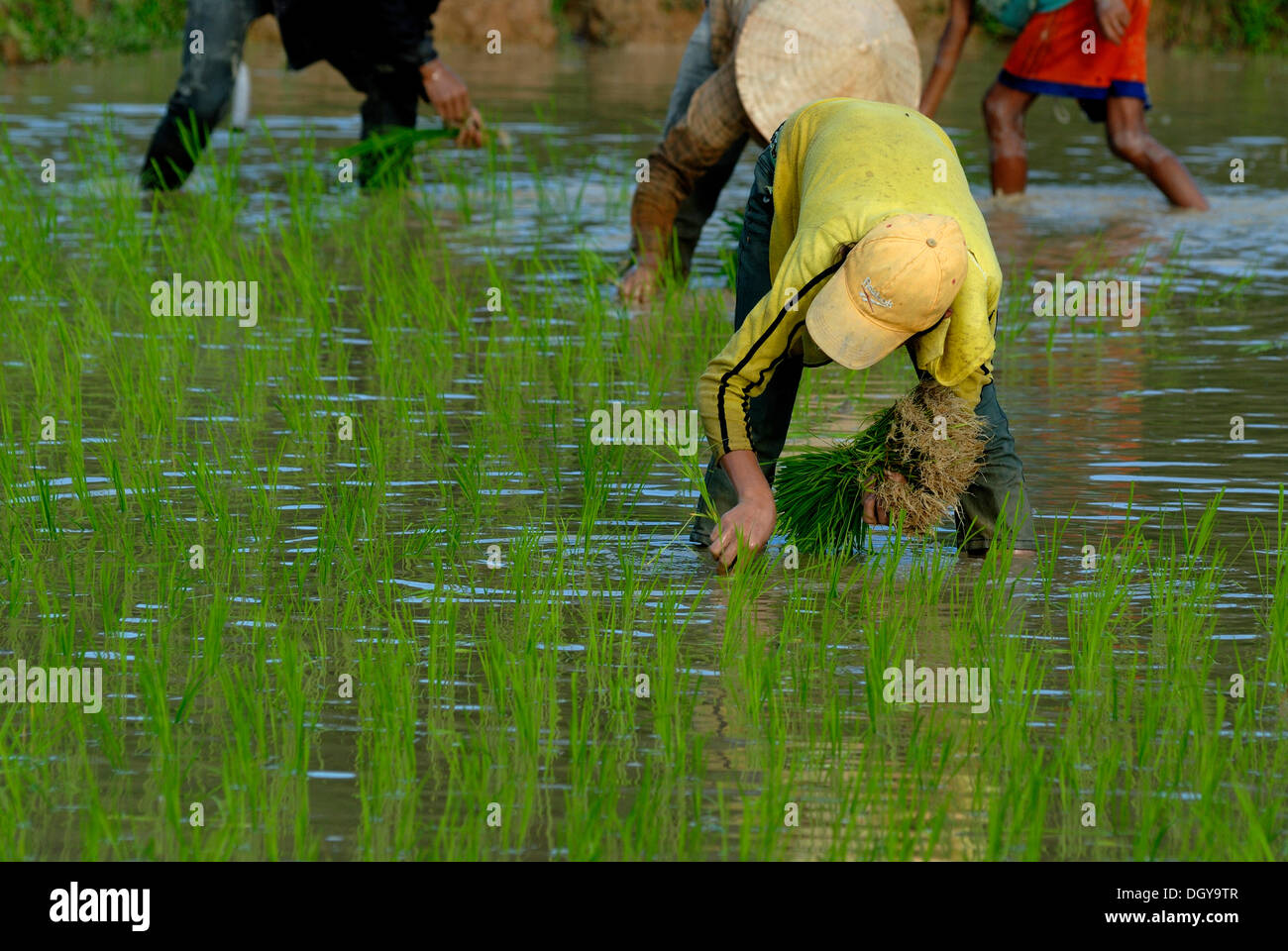 Les champs de riz, les enfants et les adolescents au cours de la plantation de riz, riz humide au centre du Laos, Tham Kong Lor, Khammouane, Laos Banque D'Images