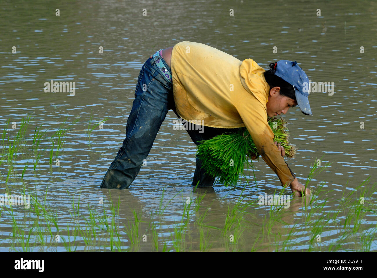 Les rizières, les jeunes lao au cours de la plantation de riz, riz humide au centre du Laos, Tham Kong Lor, Khammouane, Laos, Asie du sud-est Banque D'Images