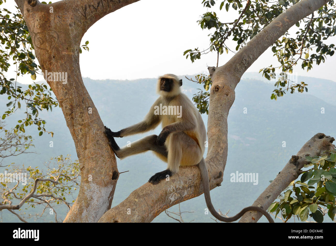Plaines du Nord gray langur (Semnopithecus animaux singe), le Pic des Vautours, Ragir, Rajgir, Rajagrihain en Sanskrit, Rajagaha en pali Banque D'Images