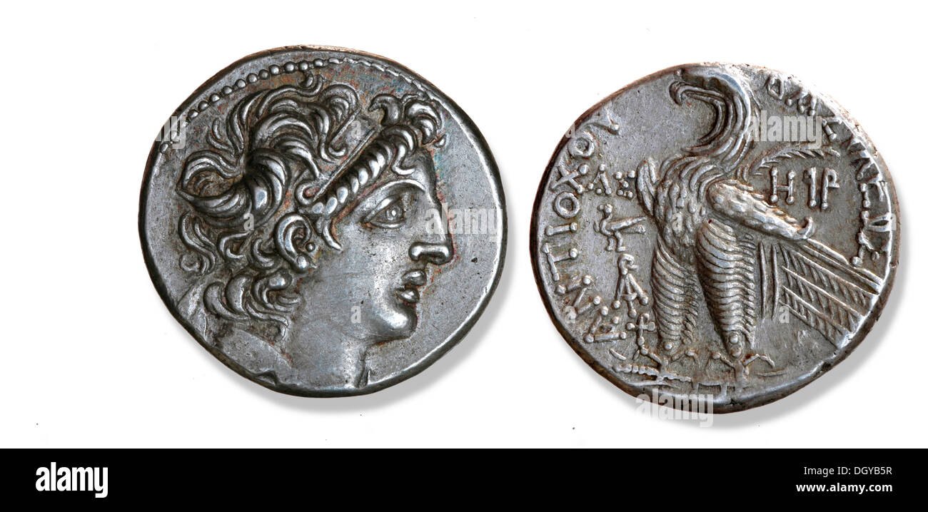 5562. Buste de l'Seleukid le roi Antiochus VIII, 121-96 avant J.-C., frappées à Ascalon, en 106/105 avant J.-C. Banque D'Images