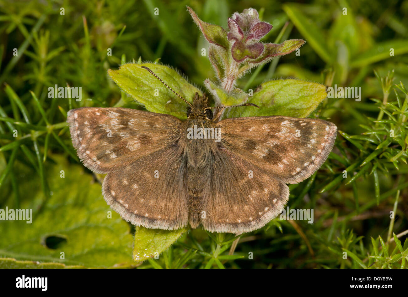Dingy Skipper papillon, l'Erynnis tages tages - seconde couvée sur chalk downland, se flétrit. Banque D'Images