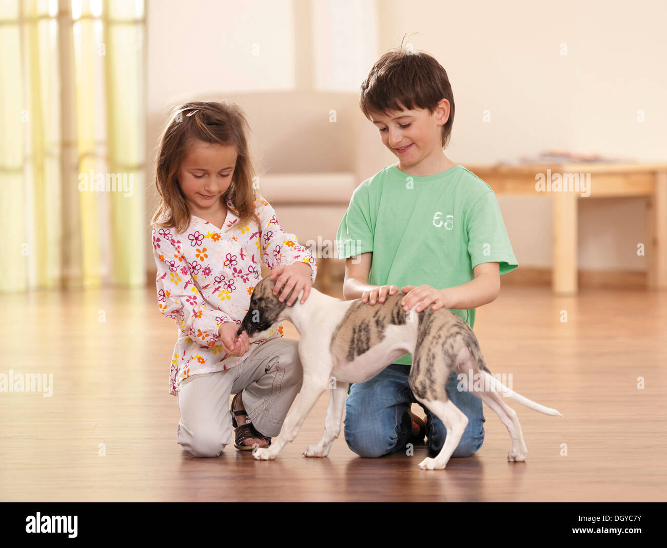 Whippet. Deux enfants jouant avec un chiot sur plancher de bois. Banque D'Images