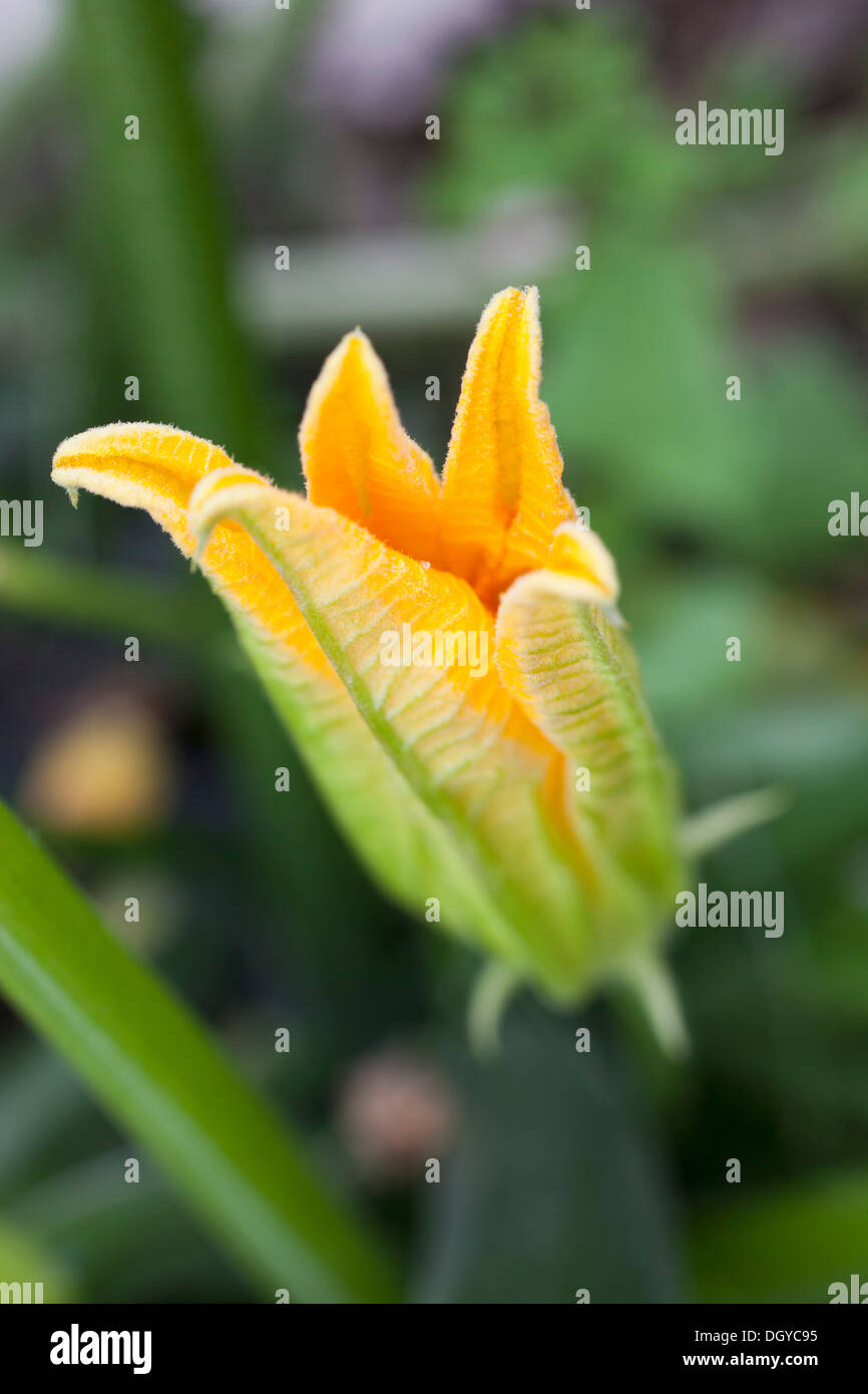 Fleur citrouille Banque D'Images