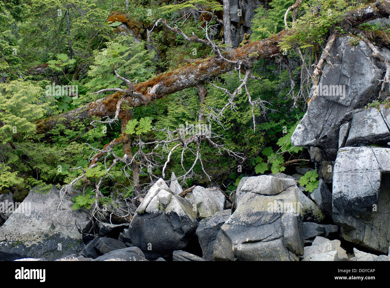 La forêt côtière, Hartley Bay, British Columbia, Canada, Amérique du Nord Banque D'Images