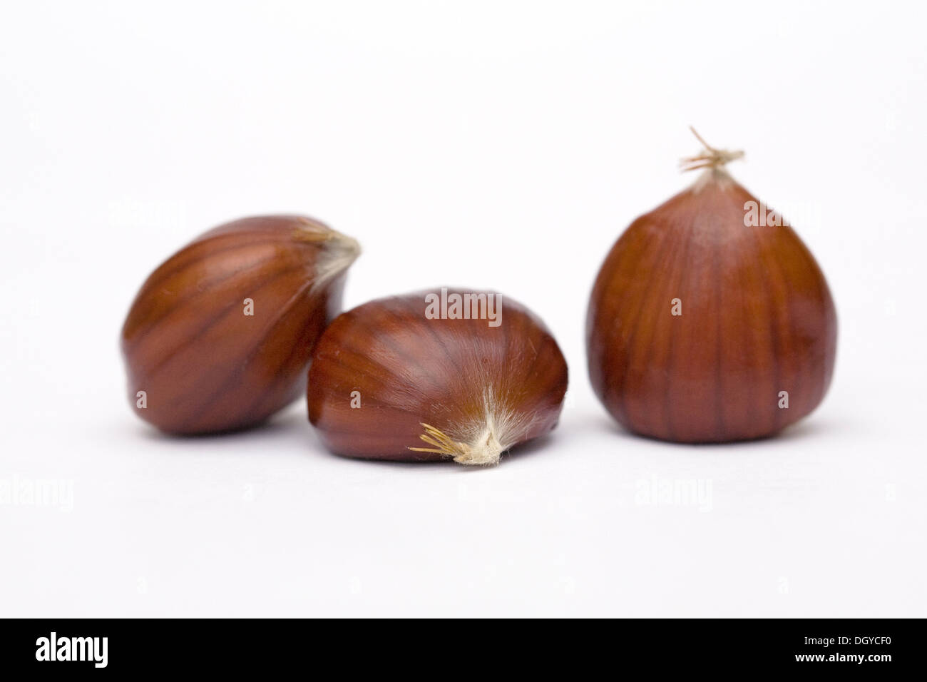 Castanea sativa. Châtaignes isolé sur un fond blanc. Banque D'Images