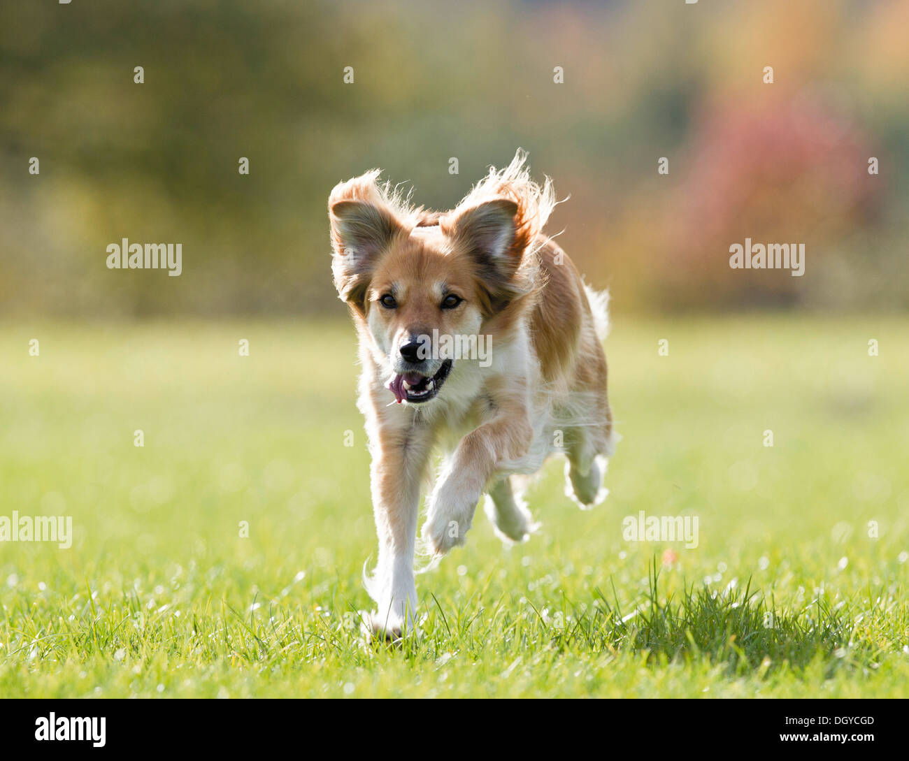 Chien de race mixte fonctionnant sur un pré Banque D'Images