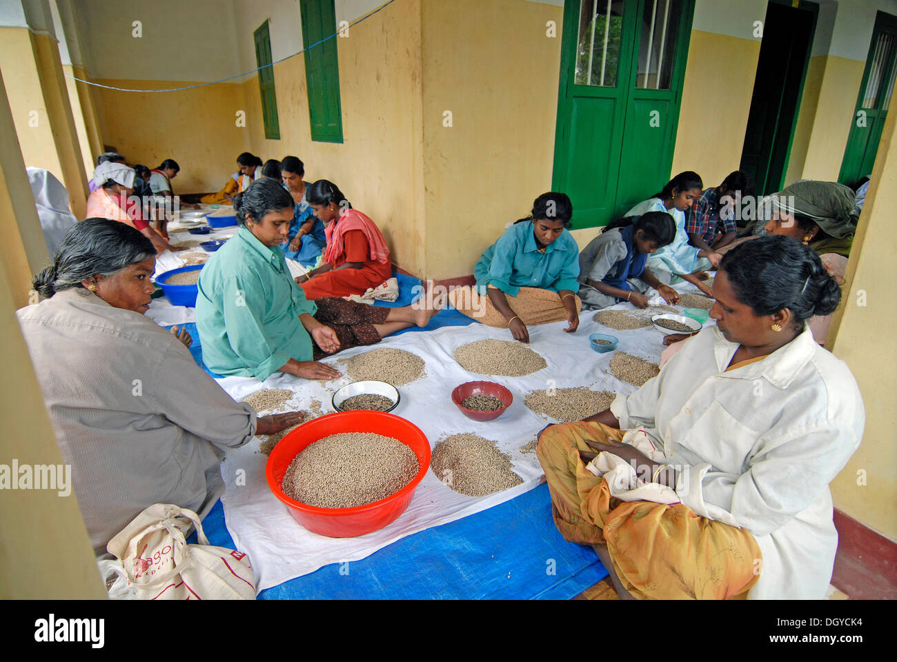 Les travailleuses de poivre de tri en fonction de la qualité, sur une plantation à Thekkady, Kerala, Inde du Sud, Inde, Asie Banque D'Images