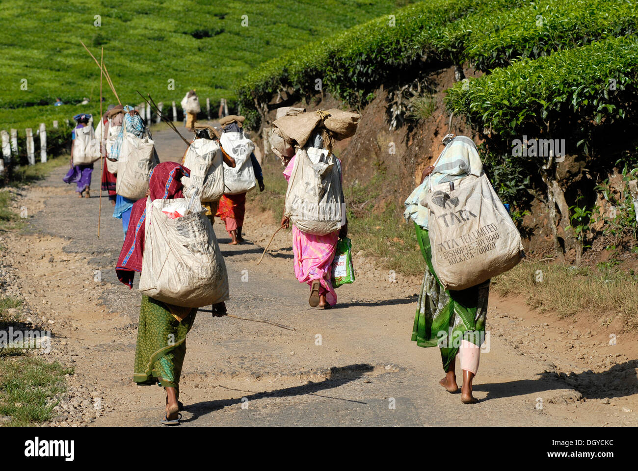 Les cueilleurs de thé sur leur façon de travailler, la plantation de thé, près de Munnar, Kerala, Inde du Sud, Inde, Asie Banque D'Images