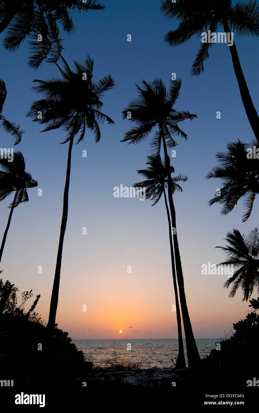 Palmiers, coucher du soleil, soir, humeur Bangaram Island, Îles Lakshadweep ou dorsale Chagos-Maldives, mer d'Oman, l'Inde du Sud, Inde, Asie Banque D'Images Palmiers, coucher du soleil, soir, humeur Bangaram Island, Îles Lakshadweep ou dorsale Chagos-Maldives, mer d'Oman, l'Inde du Sud, Inde, Asie Banque D'Images