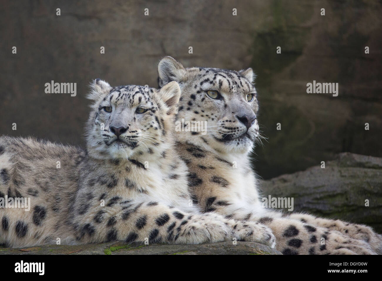 Snow Leopard avec elle 6 mois cub Banque D'Images