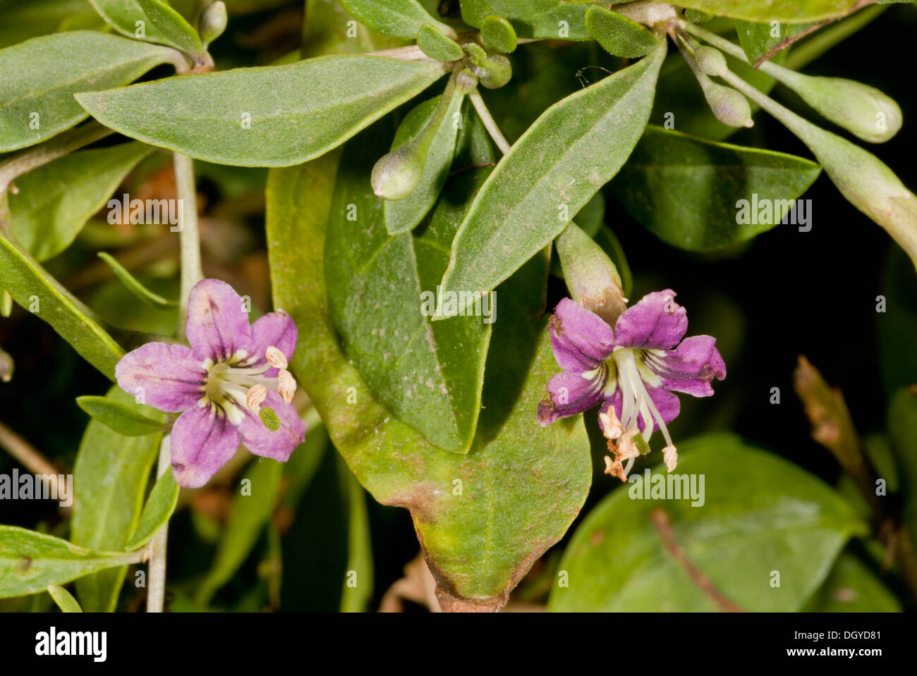 Le duc d'Argyll, Teaplant Le Lycium barbarum en fleur. Introduite et naturalisée en UK, en provenance de Chine. Banque D'Images