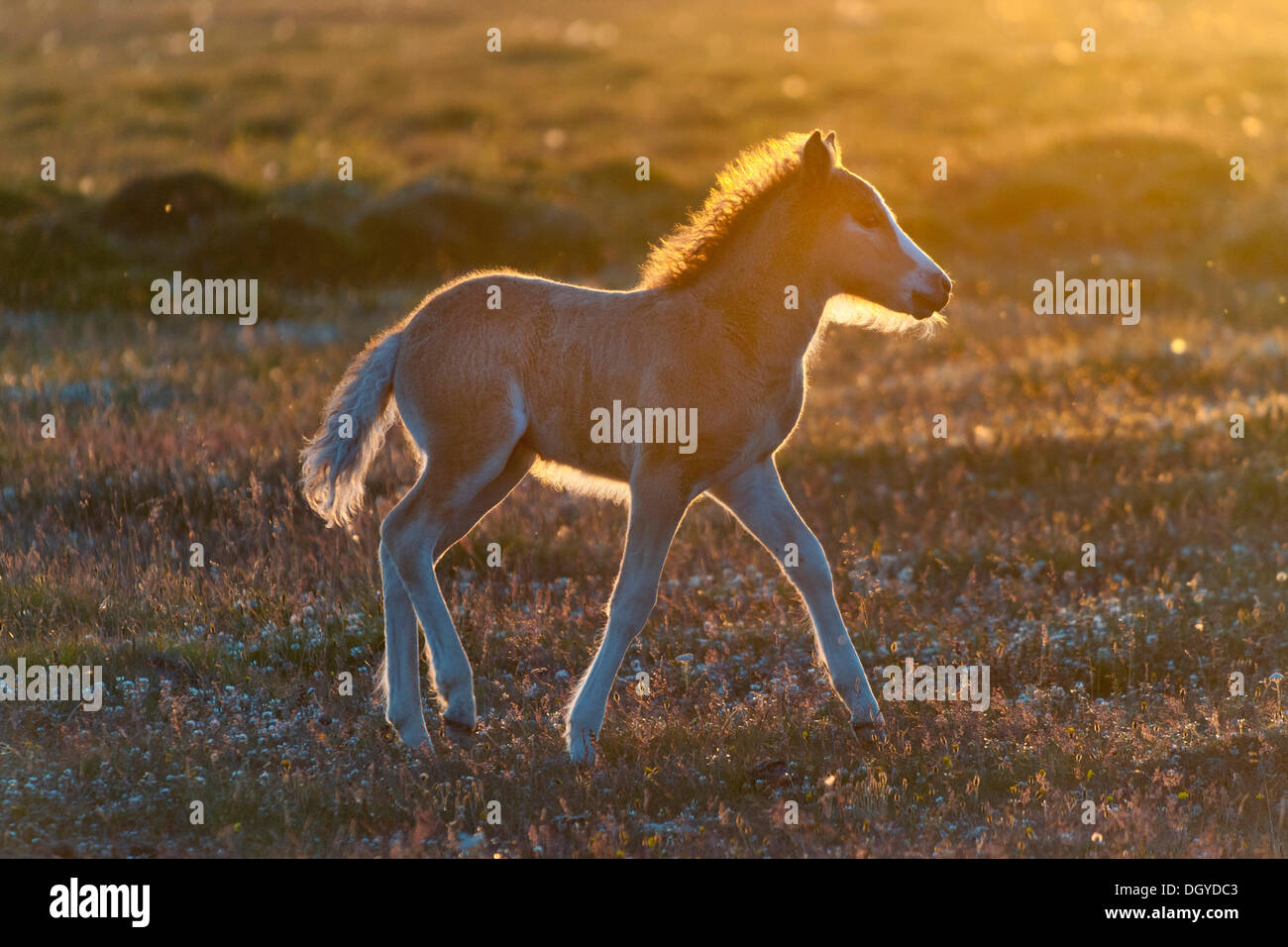 Poulain, cheval, Islande, Skagafjoerdur Hofsós bay, dans le nord de l'Islande, Islande, Europe Banque D'Images Poulain, cheval, Islande, Skagafjoerdur Hofsós bay, dans le nord de l'Islande, Islande, Europe Banque D'Images
