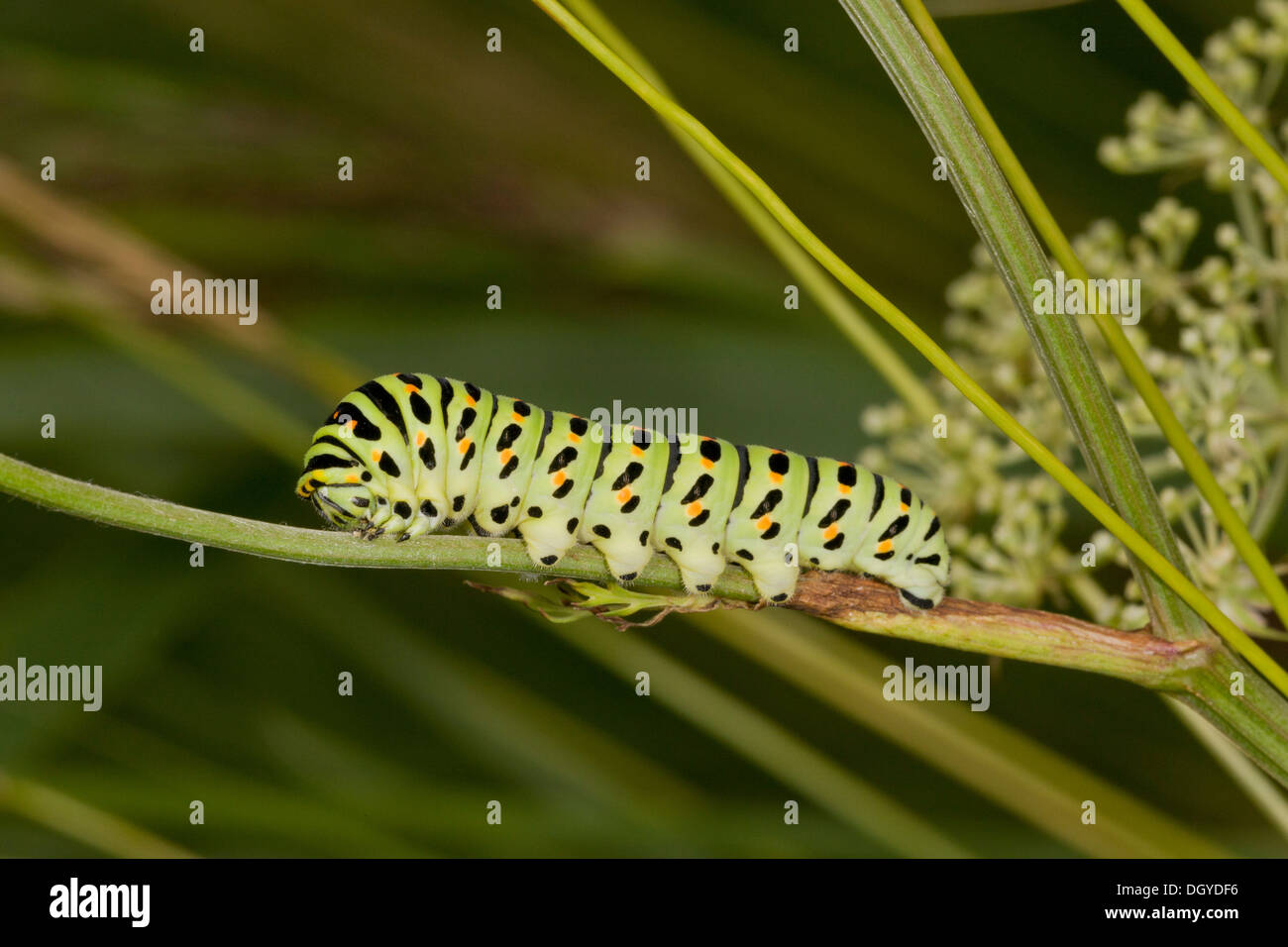 Larve de Papilio machaon Swallowtail butterfly, ssp, britannicus sur son usine de produits alimentaires de lait persil, près de Hickling, Norfolk. Banque D'Images