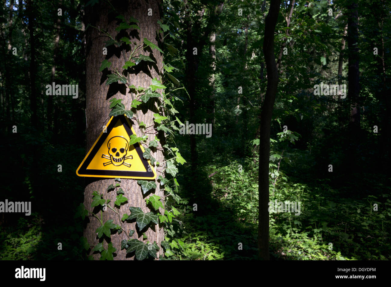 Une tête de mort panneau d'avertissement affiché sur un arbre dans une zone boisée sombre Banque D'Images