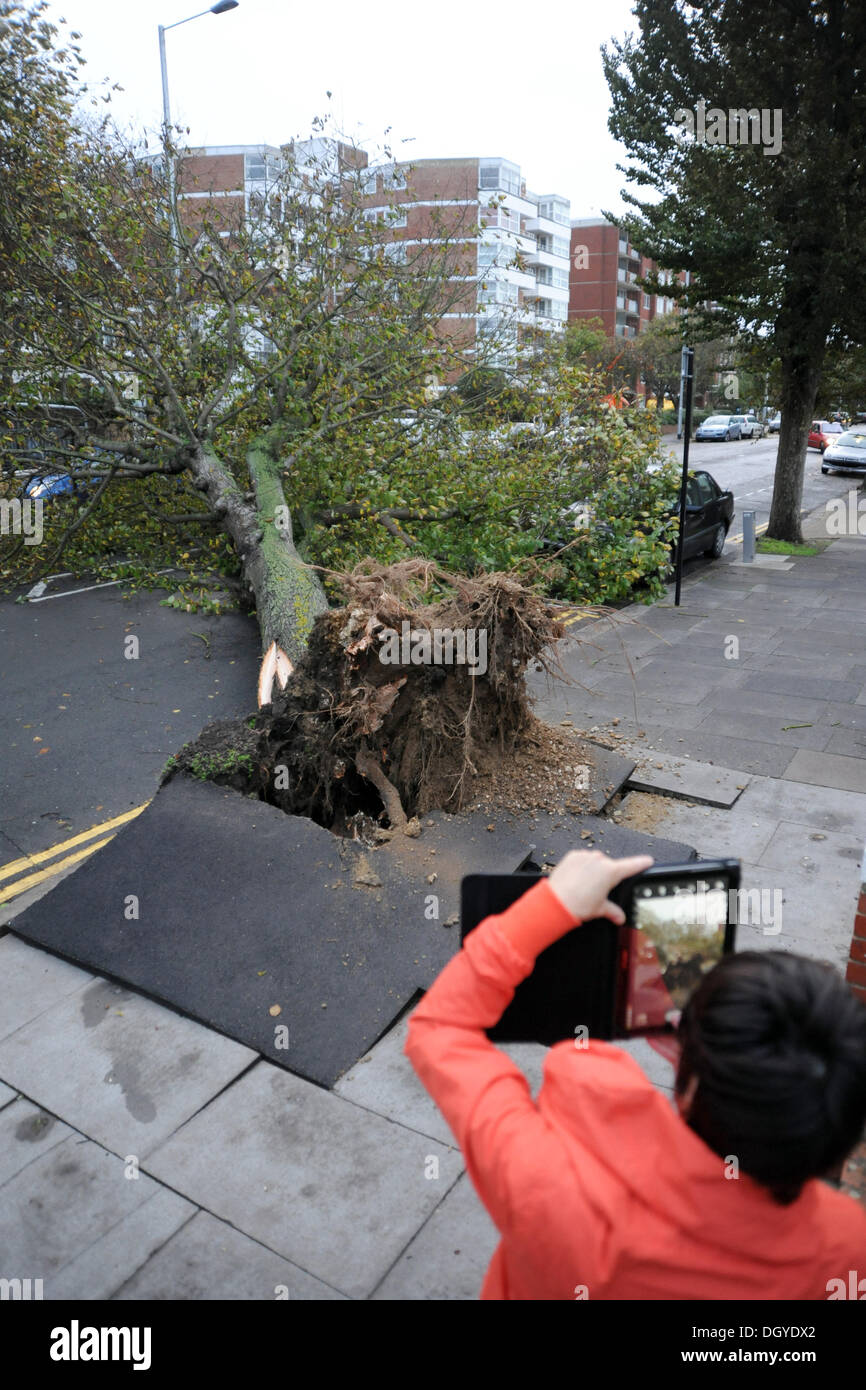 Brighton Sussex UK 28 octobre 2013 - un arbre tombé à New Church Road Hove ce matin que les tempêtes les battues côte sud de la Grande-Bretagne. La tempête, appelé St Jude, a introduit le plus de vent, la météo à frapper le Royaume-Uni depuis 1987. Banque D'Images