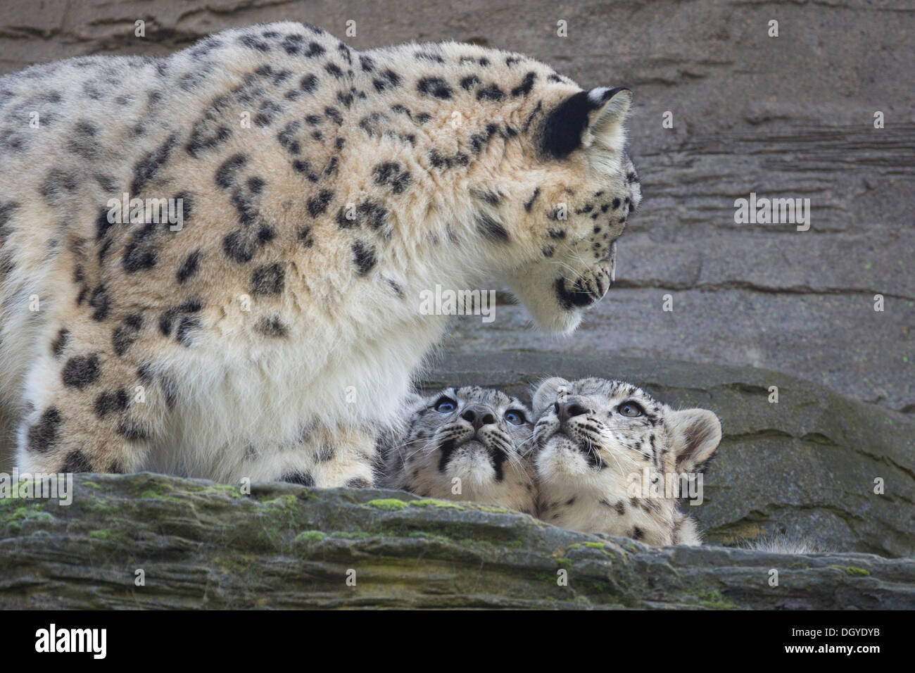 Snow Leopard avec ses 6 mois d'oursons Banque D'Images Snow Leopard avec ses 6 mois d'oursons Banque D'Images