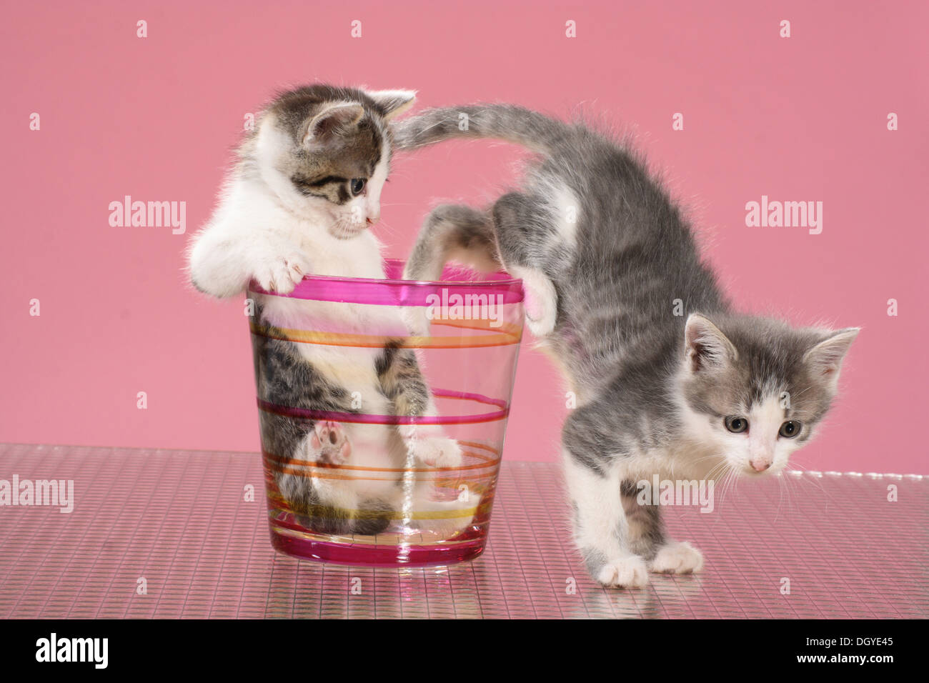 Chat domestique. Chatons dans un verre, une autre est de sauter hors de elle Banque D'Images